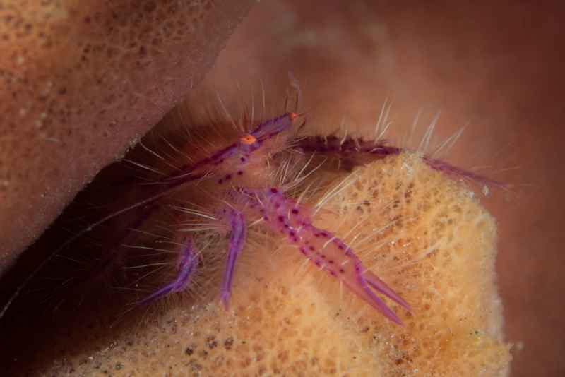 pink squat lobster lauriea siagiani01