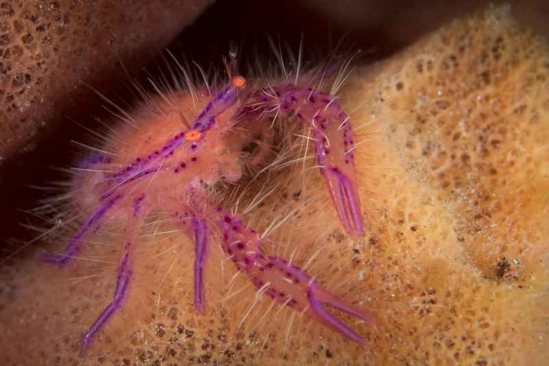 pink squat lobster lauriea siagiani02