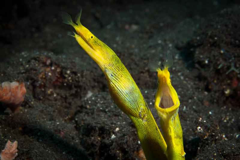 ribbon eel female rhinomuraena quaesita01