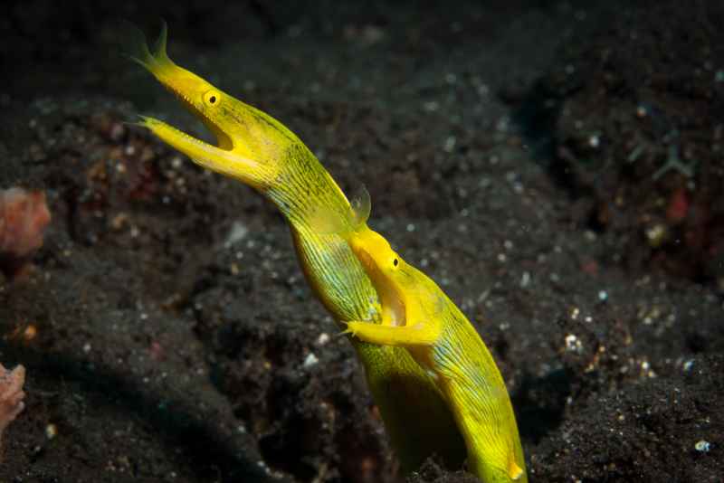 ribbon eel female rhinomuraena quaesita02