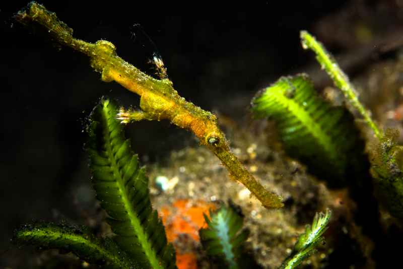 robust ghost pipefish solenostomus cyanopterus