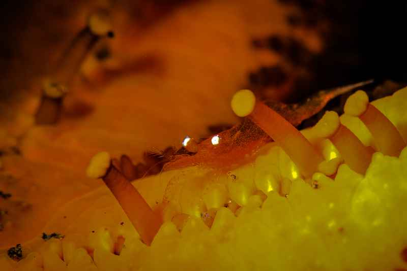 rounded sea star shrimp periclimenes soror