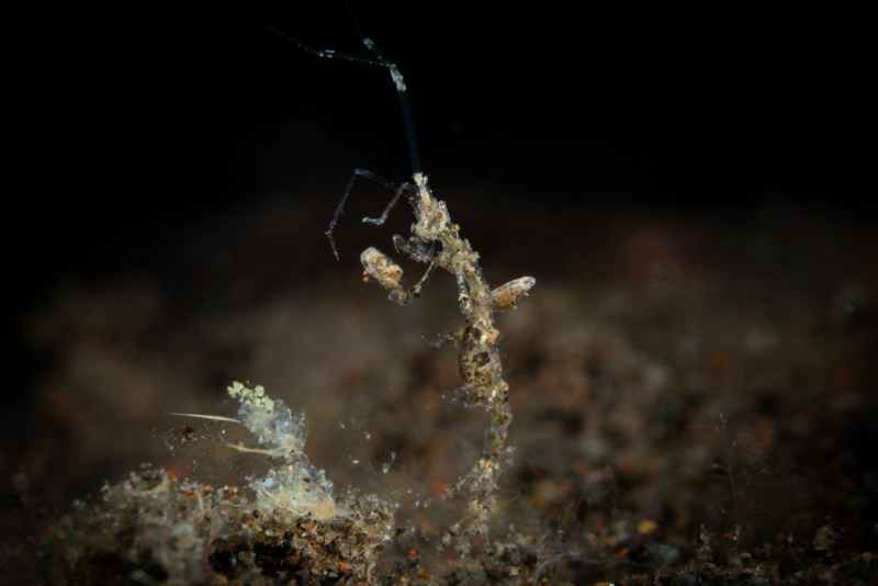 skeleton shrimp caprella ssp01