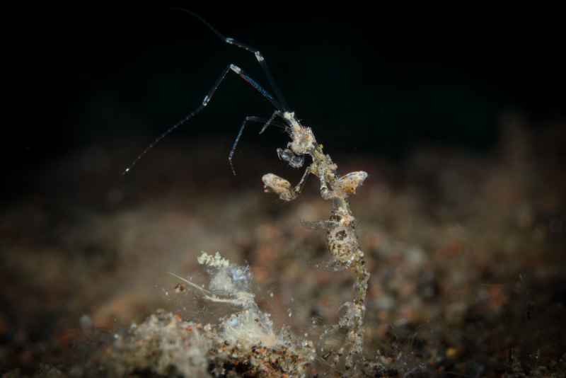 skeleton shrimp caprella ssp02