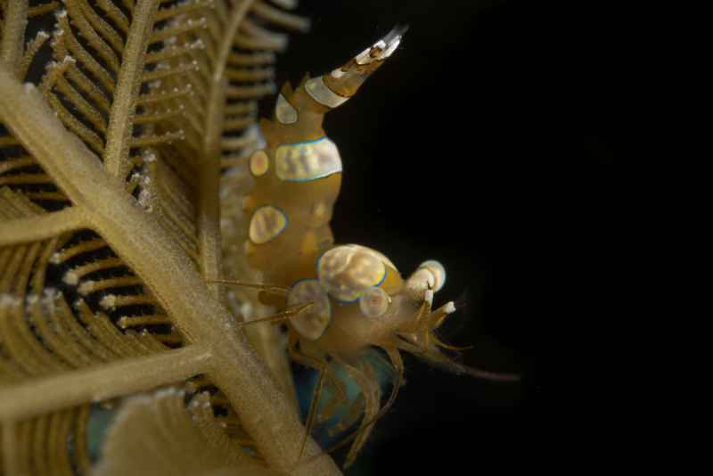 squat anemone shrimp thor amboinensis02 2