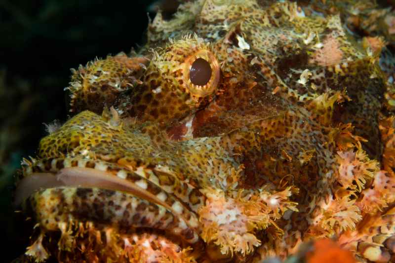 tasseled scorpionfish scorpaenopsis oxycephala