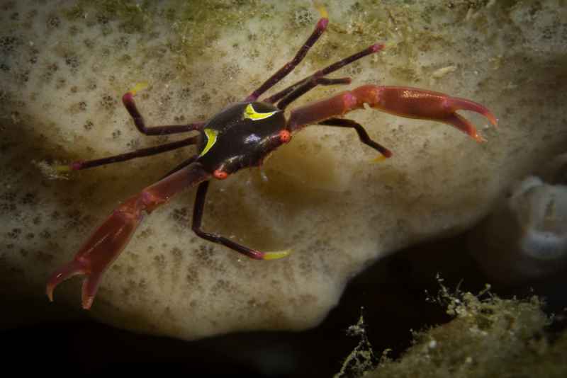 black coral crab quadrella maculosa 4