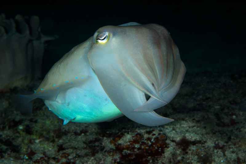 broadclub cuttlefish sepia latimanus01 2