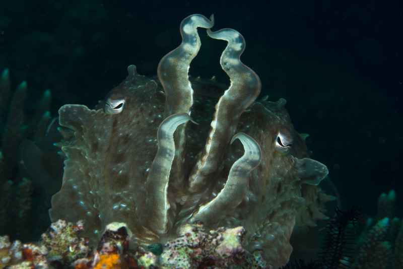 broadclub cuttlefish sepia latimanus02 2