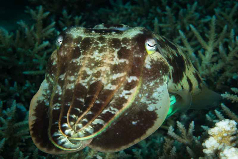 broadclub cuttlefish sepia latimanus03 2