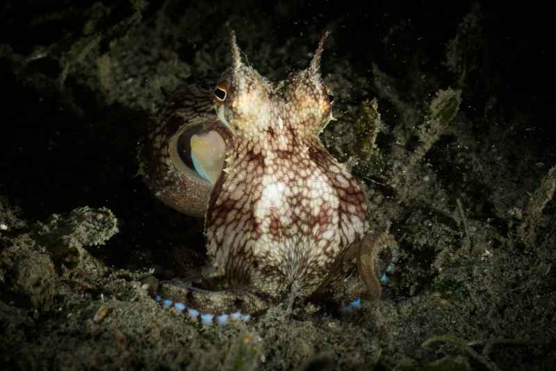 coconut octopus amphioctopus marginatus03