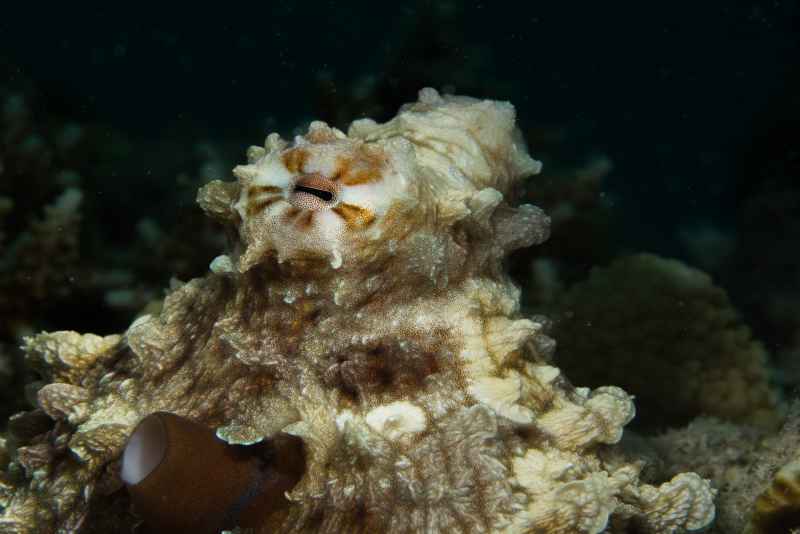 coconut octopus amphioctopus marginatus04