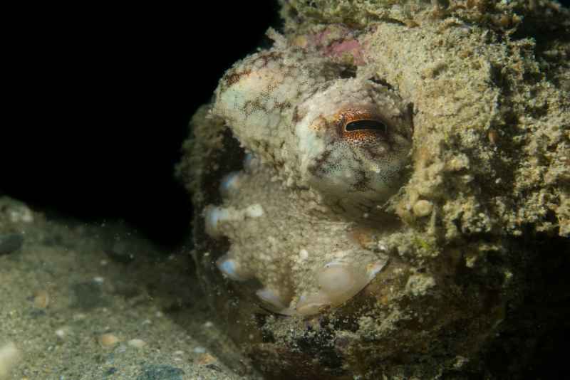 coconut octopus amphioctopus marginatus05