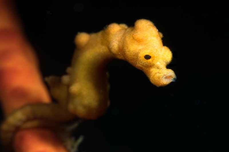denises pygmy seahorse hippocampus denise01 2