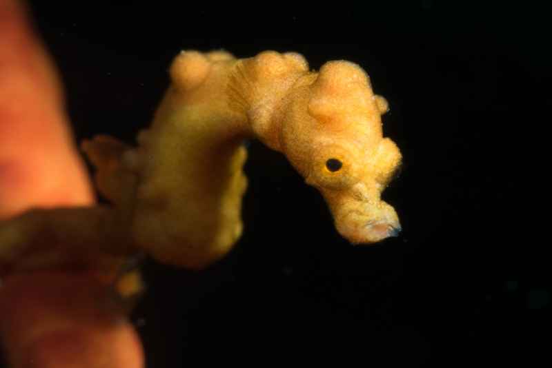 denises pygmy seahorse hippocampus denise02 2