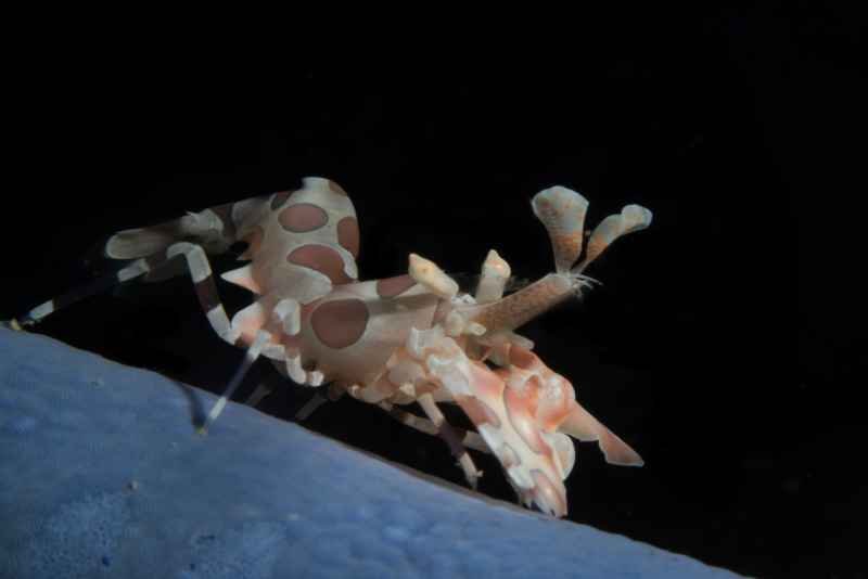 harlequin shrimp hymenocera elegans01 2