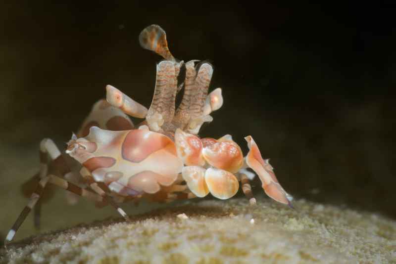 harlequin shrimp hymenocera elegans02 2