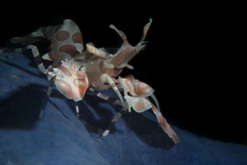 harlequin shrimp hymenocera elegans03