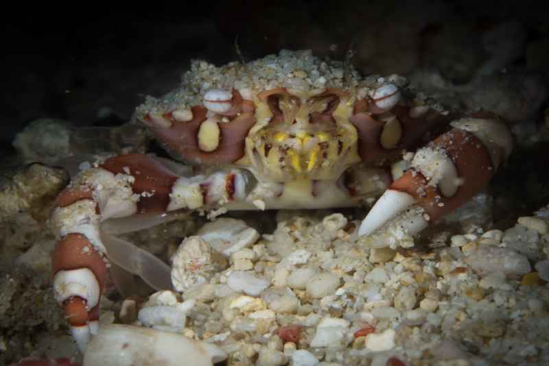 harlequin swimmer crab lissocarcinus laevis01
