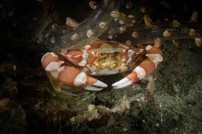 harlequin swimmer crab lissocarcinus laevis02
