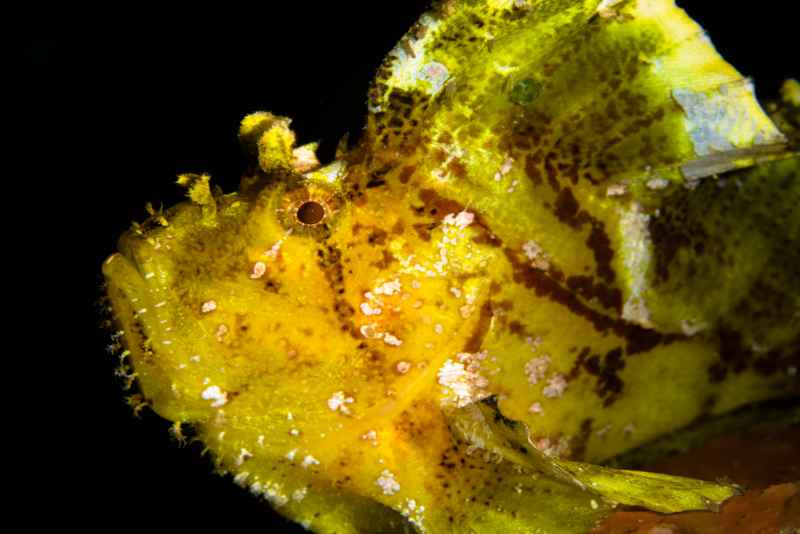 leaf scorpionfish taenianotus triacanthus01 2