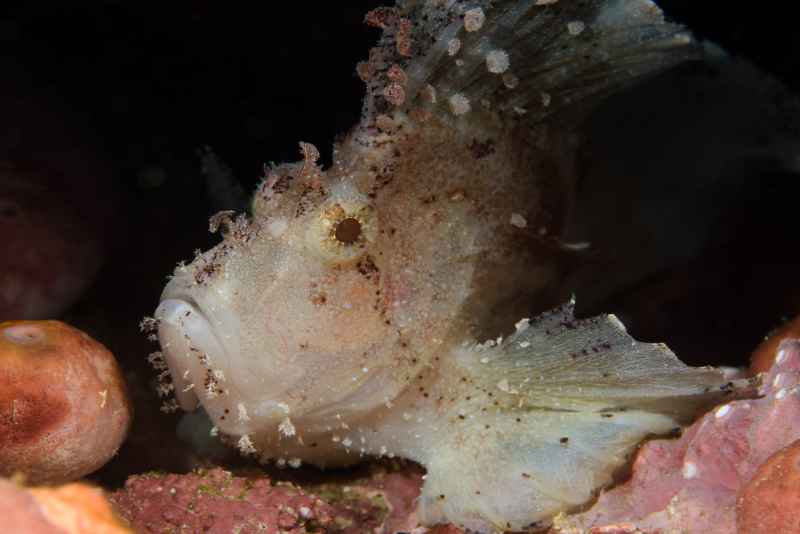 leaf scorpionfish taenianotus triacanthus02 2