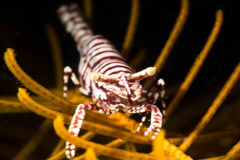 leopard crinoid shrimp laomenes pardus02