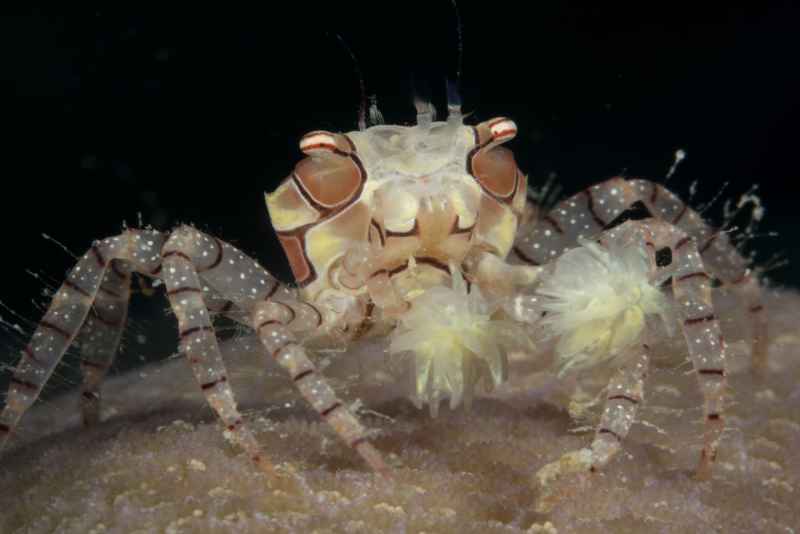 mosaic boxer crab lybia tesselata01 2