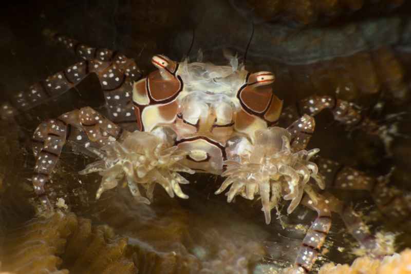 mosaic boxer crab lybia tesselata02 3