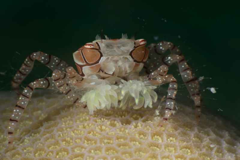 mosaic boxer crab lybia tesselata03