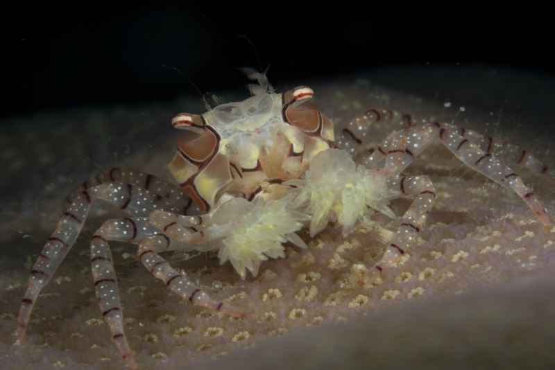 mosaic boxer crab lybia tesselata04
