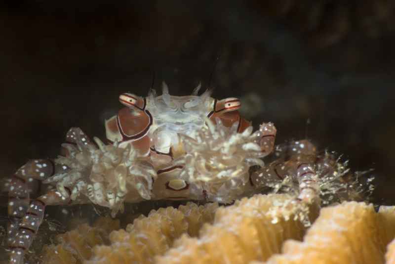 mosaic boxer crab lybia tesselata05