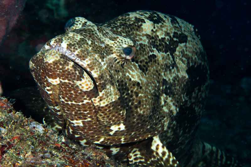 orange spotted grouper epinephelus coioides