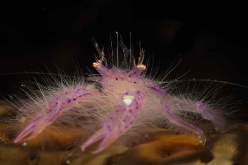 pink squat lobster lauriea siagiani01 2