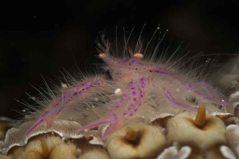 pink squat lobster lauriea siagiani02 2