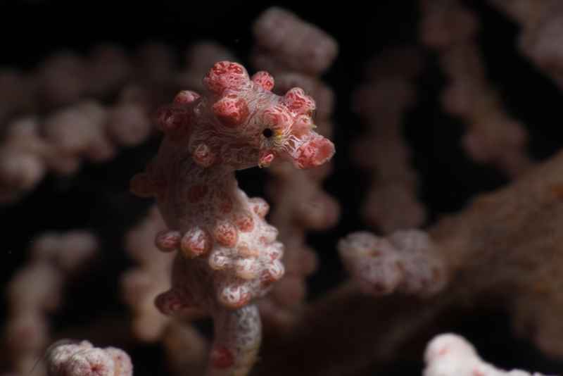 pygmy seahorse hippocampus bargibanti01 2