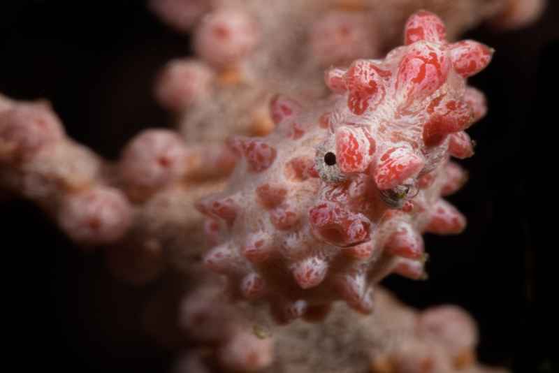 pygmy seahorse hippocampus bargibanti02 2