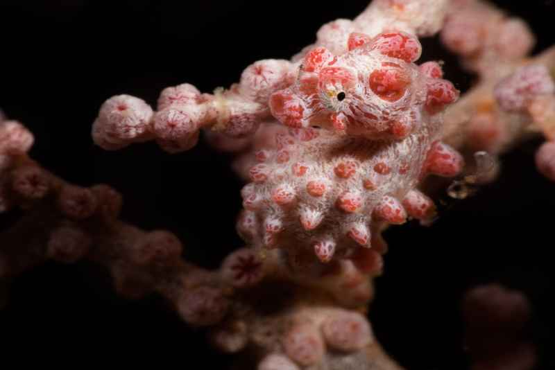 pygmy seahorse hippocampus bargibanti04 2