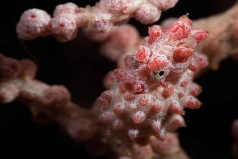 pygmy seahorse hippocampus bargibanti05 2