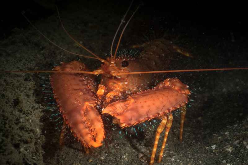 red riff lobster enoplometopus occidentalis