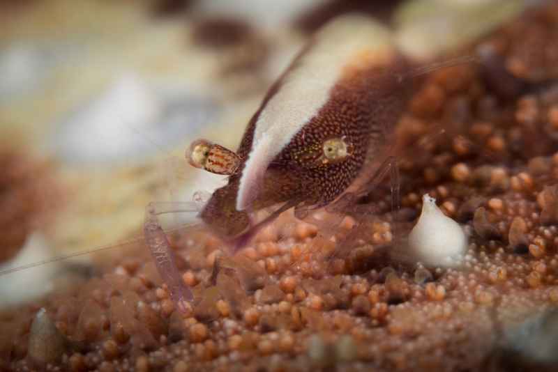 rounded sea star shrimp periclimenes soror01 3