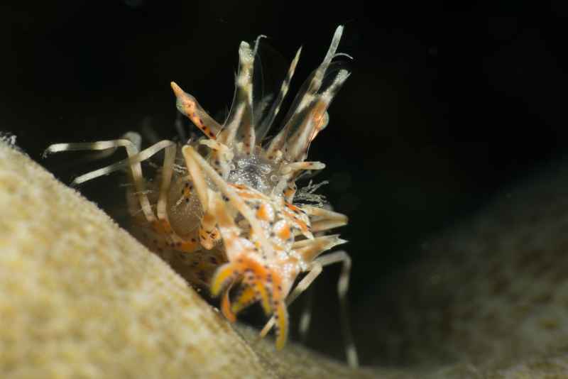 spiny tiger shrimp phyllognatia ceratophthalmus01