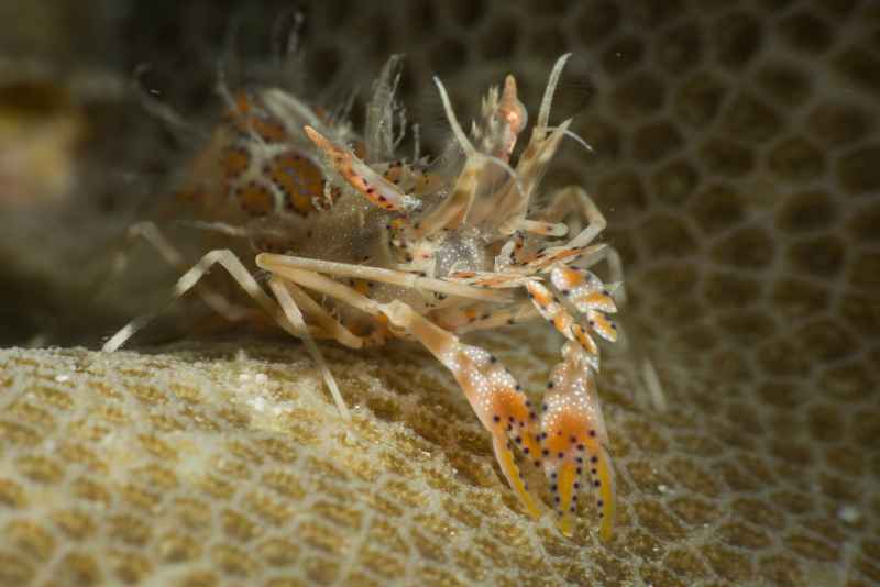spiny tiger shrimp phyllognatia ceratophthalmus02