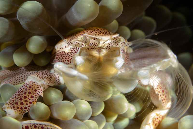 spotted porcelain crab neopetrolisthes maculatus02