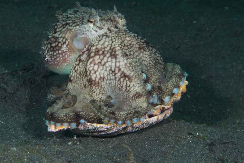 coconut octopus amphioctopus marginatus02 3