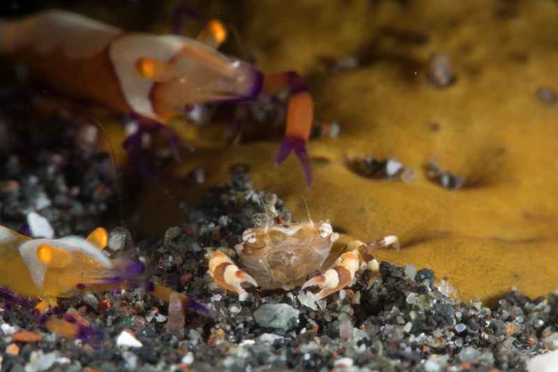 cucumber swimming crab with emperor shrimp sea periclimenes imperator01