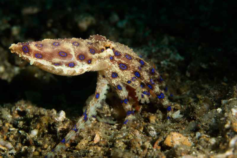 greater blue ringed octopus hapalochlaena lunulata 2
