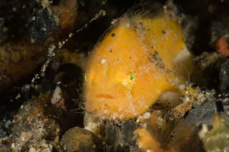 hairy frogfish antenarius striatus01 3