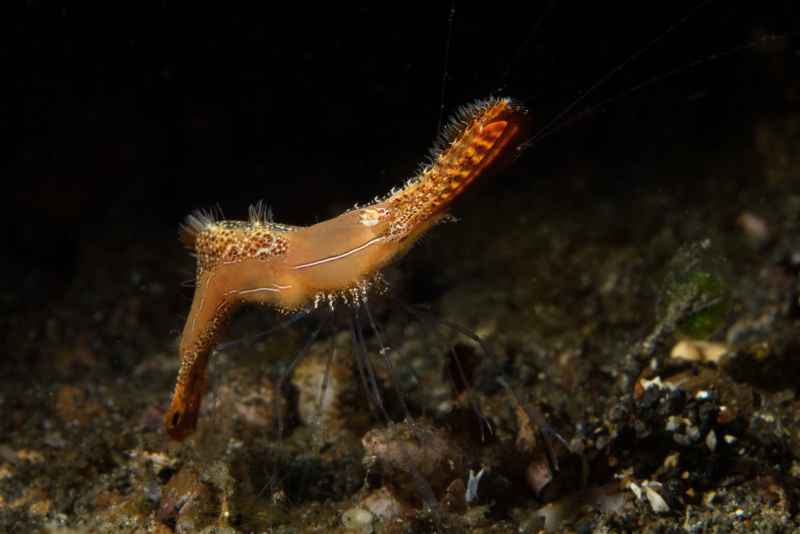 long nose rock shrimp leander plumosus01
