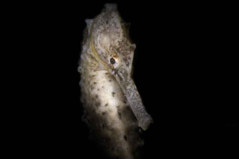 longnose seahorse hippocampus trimaculatus